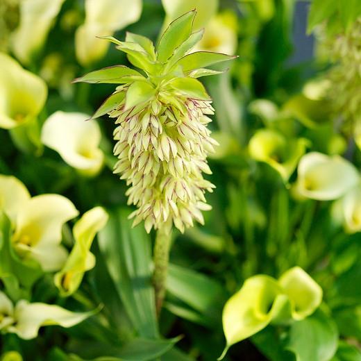 Eucomis bicolor, Bicolor Pineapple Lily, Eucomis, Pineapple Lilies, Pineapple Flowers, Pineapple Lily